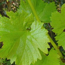 vitis vinifera.jpg