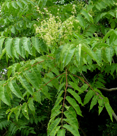 ailanthus.jpg