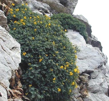 Hippocrepis_balearica.jpg