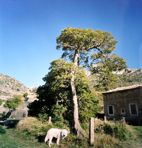 arbre de la trapa andratx.jpg