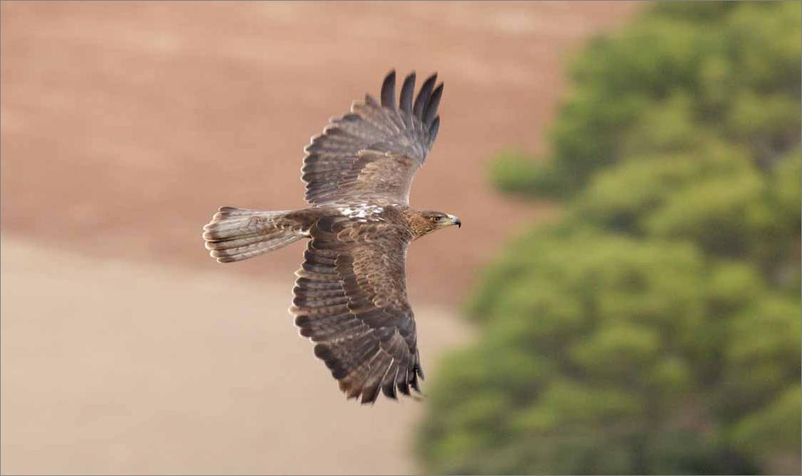 águila coabarrada