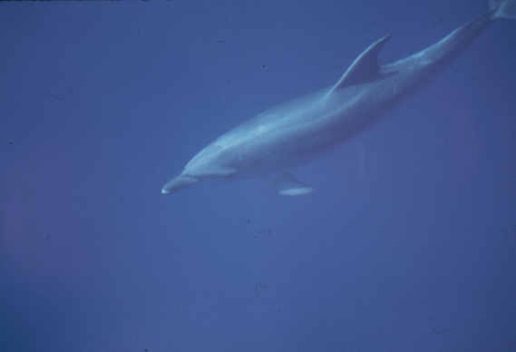 delfin.jpg