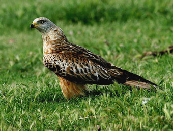 águila marina. JPG
