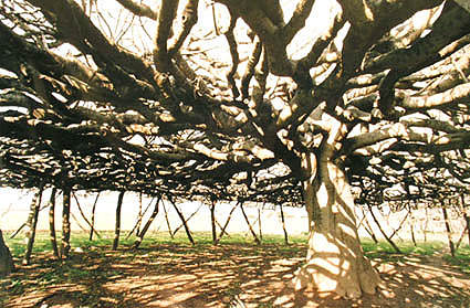 higueras de can toni maestro santo francesc xavier formentera.jpg