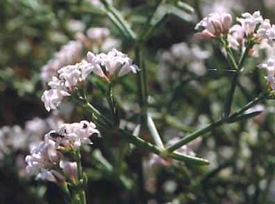 asperula.jpg