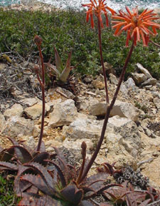 aloe maculata.jpg