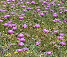 carpobrotus.jpg