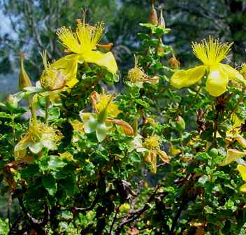 Hypericum_balearicum.jpg