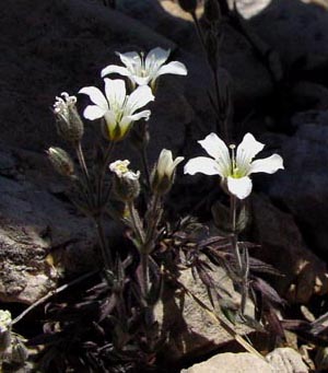 Arenaria_grandiflora.jpg