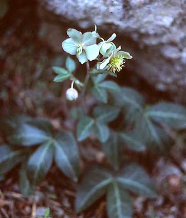 helleborus.jpg