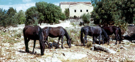 Cavall mallorquí - Caràcters generals