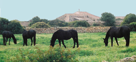 Cavall menorquí - Caràcters generals