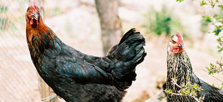 Gallina d'Eivissa - Caràcters generals