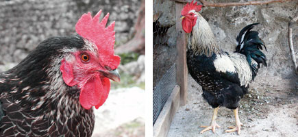 Gallina d'Eivissa - Característiques més destacades