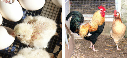 Gallina de Mallorca - Orígens