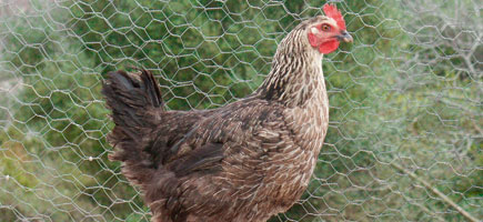 Gallina d'Eivissa - Dades generals