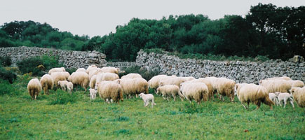 Ovella menorquina - Caràcters generals