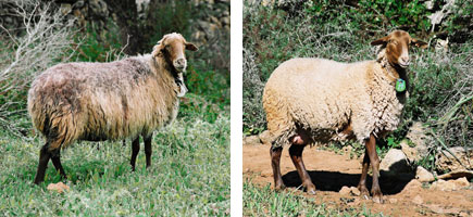 Ovella roja mallorquina - Característiques més destacades