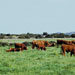 Vaca menorquina - Galeria - Icona 06