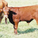 Vaca menorquina - Galeria - Icona 04