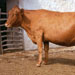 Vaca menorquina - Galeria - Icona 03
