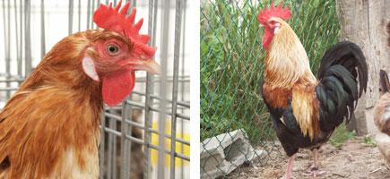 Gallina de Mallorca - Características más destacadas