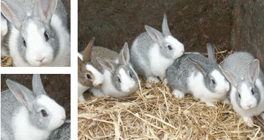 Conejo campero de Ibiza - Galería - Imagen 01