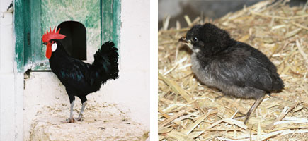 Gallina de Menorca - Orígenes
