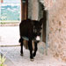 Asno balear - Galería - Icono 02