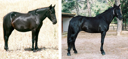 Caballo mallorquín - Características más destacadas