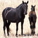 Caballo mallorquín - Galería - Icono 06