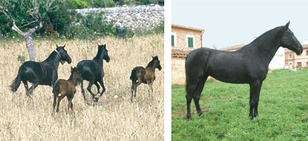 Caballo mallorquín - Orígenes