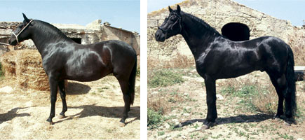 Caballo menorquín - Características más destacadas