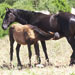 Caballo menorquín - Galería - Icono 01