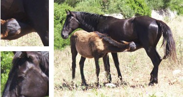 Caballo menorquín - Galería - Imagen 01