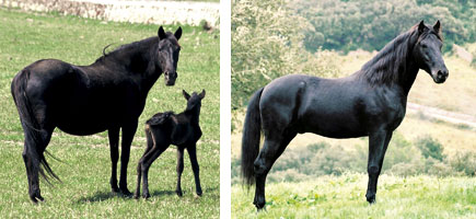 Caballo menorquín - Orígenes