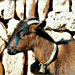 Cabra mallorquina - Galería - Icono 05