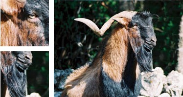 Cabra mallorquina - Galería - Imagen 01