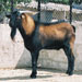 Cabra mallorquina - Galería - Icono 04