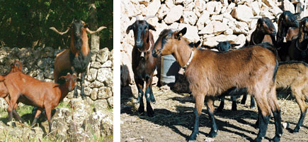 Cabra mallorquina - Orígenes