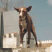Can de conejos de Menorca - Galería - Icono 03