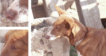 Can de conejos de Menorca - Galería - Imagen 01