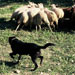 Can de ganado - Galería - Icono 05