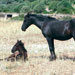 Caballo mallorquín - Galería - Icono 02