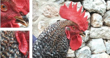 Gallina de Ibiza - Galería - Imagen 01