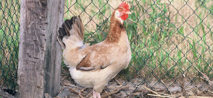 Gallina de Mallorca - Datos generales