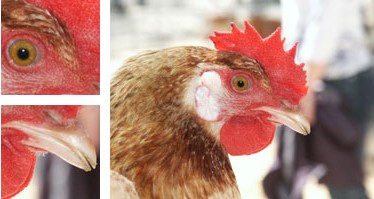 Gallina de Mallorca - Galería - Imagen 01
