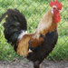 Gallina de Mallorca - Galería - Icono 02