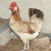 Gallina de Mallorca - Galería - Icono 03