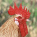 Gallina de Mallorca - Galería - Icono 05